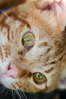 Tabby cat with yellow eye