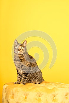 Tabby cat in a yellow studio setting with yellow puf