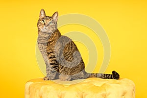 Tabby cat in a yellow studio setting with yellow puf