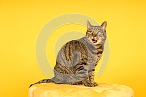 Tabby cat in a yellow studio setting with yellow puf