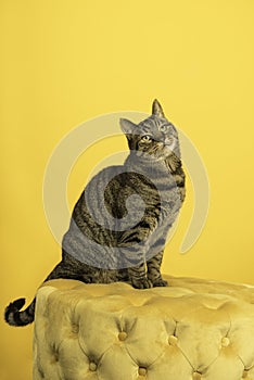 Tabby cat in a yellow studio setting with yellow puf