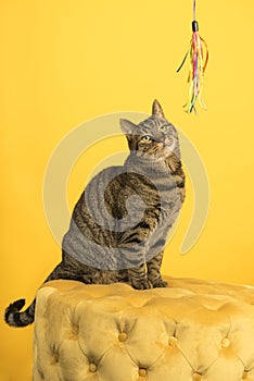 Tabby cat in a yellow studio setting with yellow puf