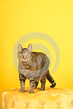 Tabby cat in a yellow studio setting with yellow puf