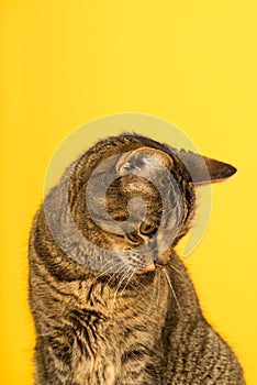 Tabby cat in a yellow studio setting with yellow puf