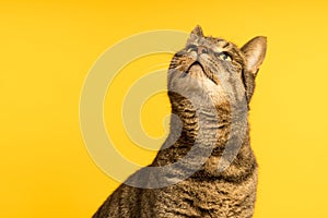 Tabby cat in a yellow studio setting with yellow puf