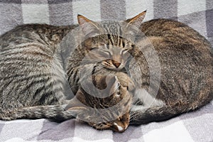 Tabby cats is sleeping on light background