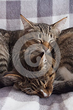 Tabby cats is sleeping on light background