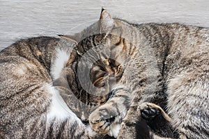 Tabby cats is sleeping on light background