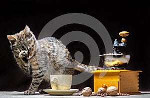 Tabby color kitten on the table along with a coffee grinder a cup of grains and nuts