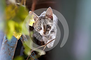 Tabby Colored Country Cat