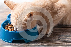 tabby cream cat eats food from a blue bowl, close-up.