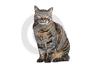 Tabby crossbreed cat sitting in front and looking at camera, isolated on white