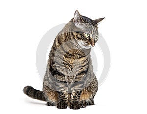 Tabby crossbreed cat sitting looking away with a defiant or questioning look, isolated on white