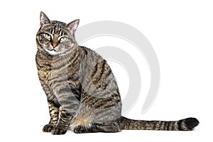 Tabby crossbreed cat sitting looking away with a defiant or questioning look, isolated on white