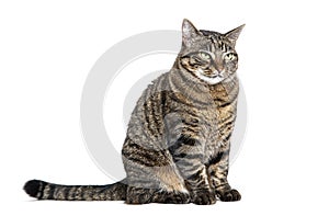 Tabby crossbreed cat sitting looking away with a defiant or questioning look, isolated on white