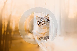 A tabby cute domestic cat lies on a balcony windowsill, gazing out at the autumn scenery beyond. Cozy domesticity, accompanied by