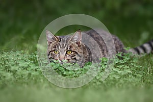 Tabby domestic cat hunting in the  grass