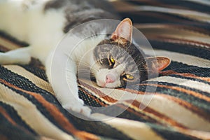 A  tabby domestic cat with yellow mysterious eyes lazily lies on a striped wool blanket and rests