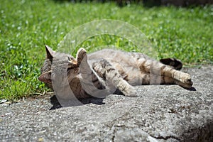 Tabby female cat licking himself