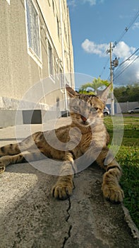 Tabby Stray Cat on Parking Lot photo