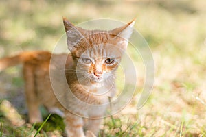 Tabby ginger kitten with a long mustache on sunny day. Ginger cat kid animal on the grass in the city park.