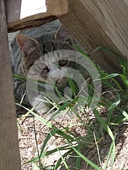 Tabby gray cat hiding in the grass under the fence