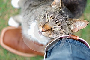 Tabby cat rubbing against owner affectionately