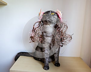 tabby grey cat with yellow eyes wear hair wig with decoration