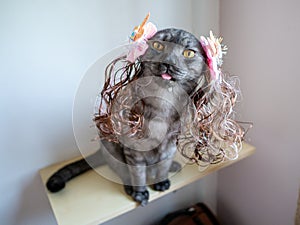 tabby grey cat with yellow eyes wear hair wig with decoration