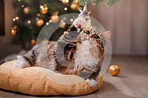 Tabby and happy cat. Christmas season 2017, new year, holidays and celebration