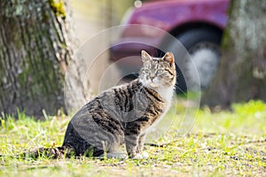 Tabby homeless cat wit cut off ear, sterilized cat