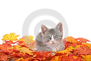 Tabby kitten in autumn leaves isolated on white background