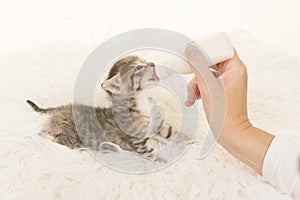 Tabby kitten being hand fed with a bottle of milk lying on a white fur background seen from the side