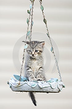 Tabby kitten in a birdfeeder