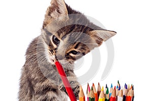 Tabby kitten chewing red pencil