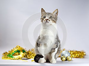 Tabby kitten with christmas decorations and mask