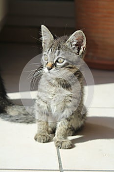 Tabby kitten