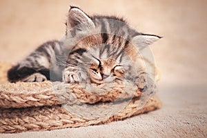 Tabby kitten cute sleeping in a wicker basket of wool