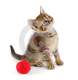 Tabby kitten entangled with red thread
