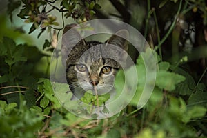 Tabby kitten explores the garden