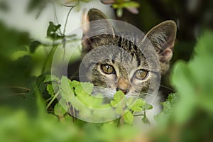 Tabby kitten explores the garden