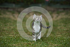 Tabby kitten explores the garden