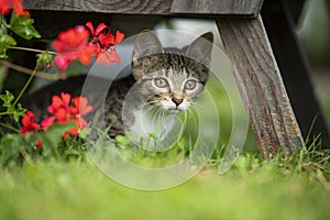 Tabby kitten explores the garden