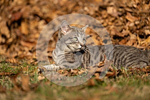 Tabby kitten and fall leaves