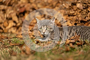 Tabby kitten and fall leaves