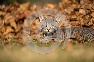 Tabby kitten and fall leaves