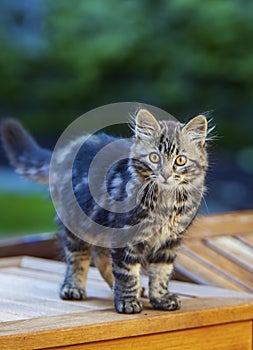 Tabby Kitten with Gold Eyes