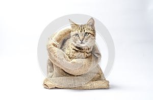 Tabby kitten with green eyes in a sack on white background look left