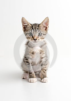 Tabby kitten with green eyes