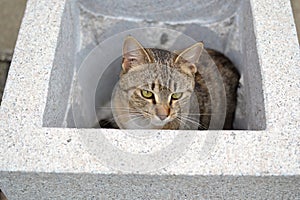 Tabby kitten hiden in flower pot